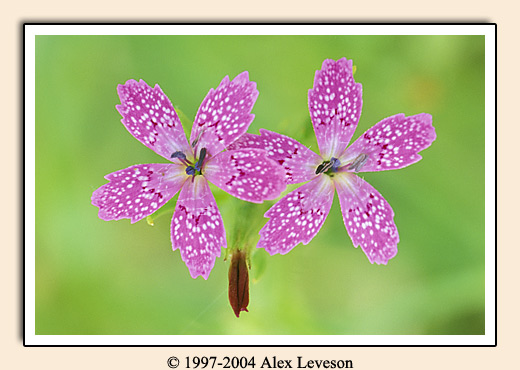 pink flowers