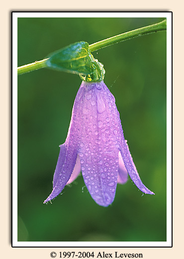 dew covered flower