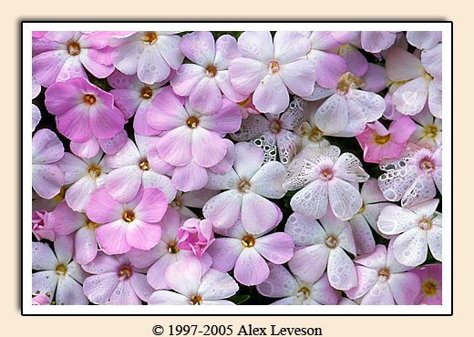 purple flowers