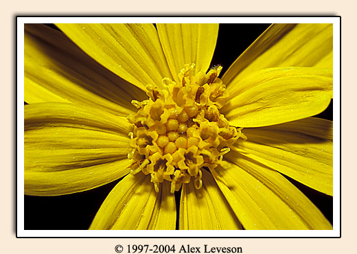 yellow flower macro