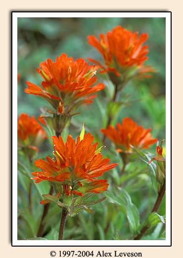 red flower macro