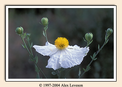 white flower