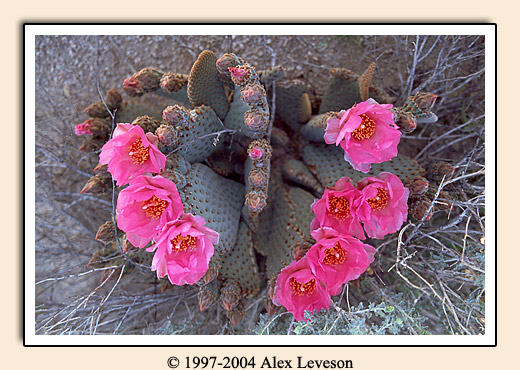 cactus blooms