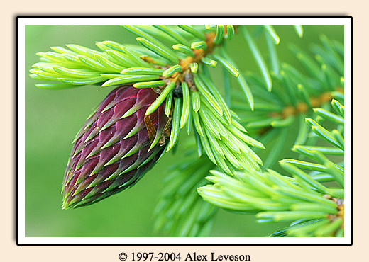 pine buds