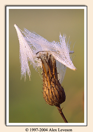 seed pod