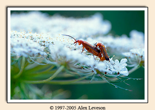 mating insects on queen ann's lace