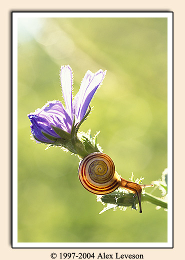 snail macro