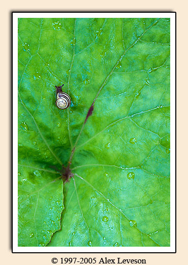 snail on leaf