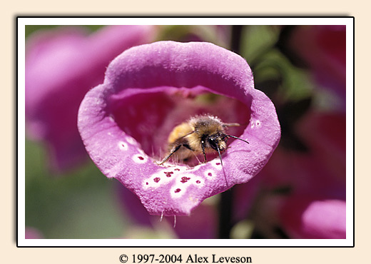 bumble bee