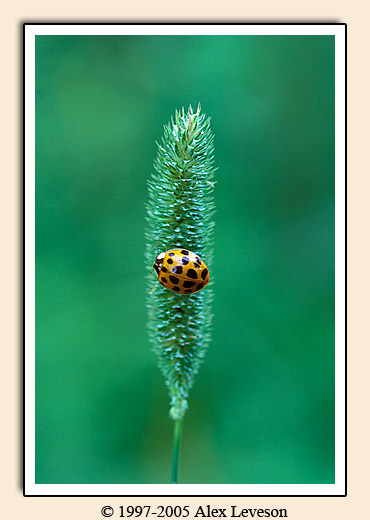 ladybug on grass