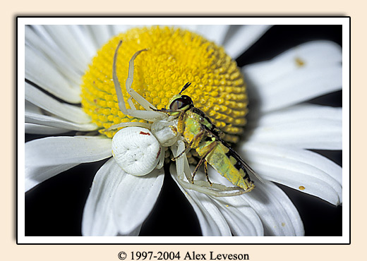 spider and wasp