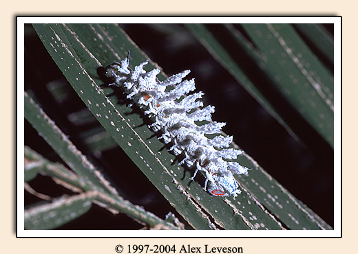 atlas moth caterpillar