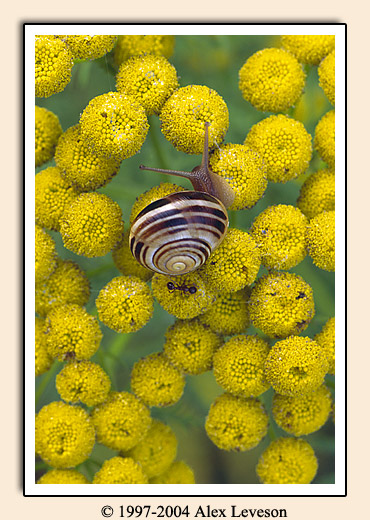 snail on yellow flowers