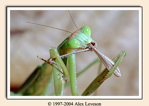 preying mantis