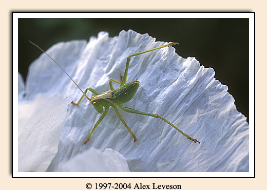 grasshopper on petal
