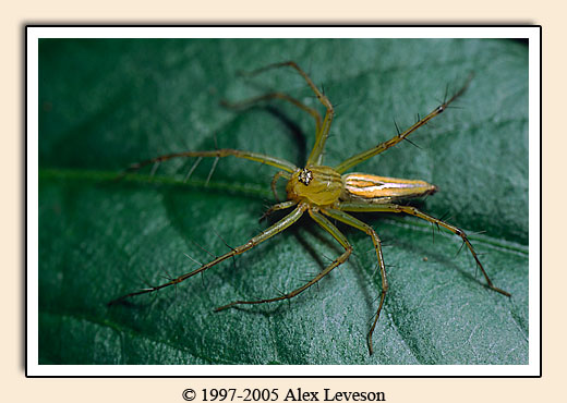 spider on leaf