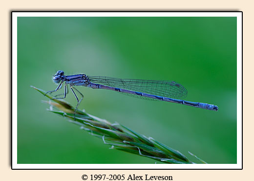 Damsel fly on grass stalk