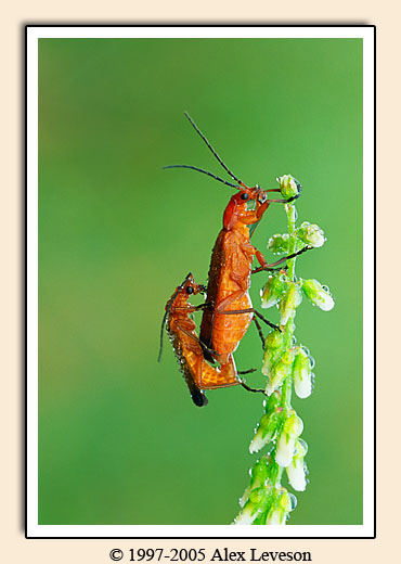 mating insects macro