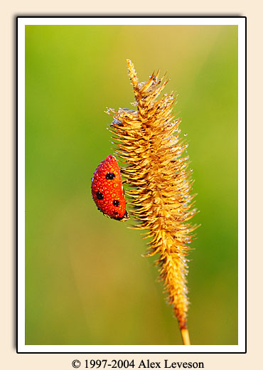 dew covered ladybug 