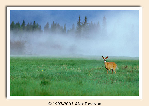 Deer in the mist