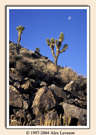 desert dawn