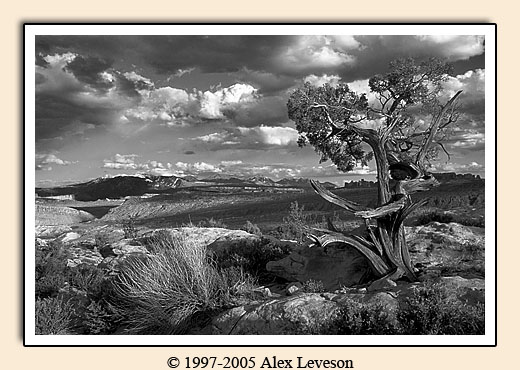 desert landscape