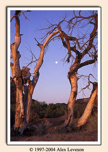 moon and trees