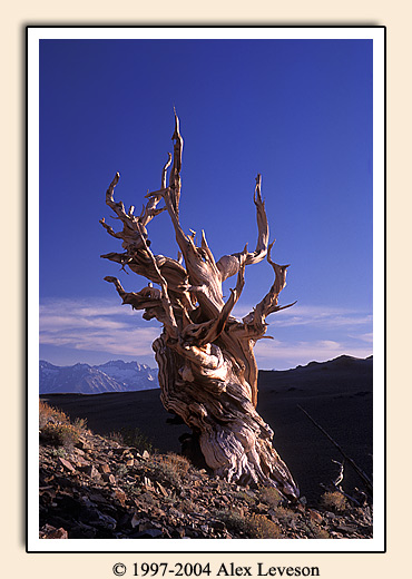 bristlecone pine