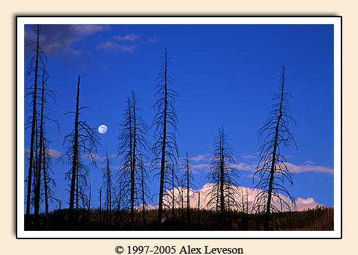 moon in the trees