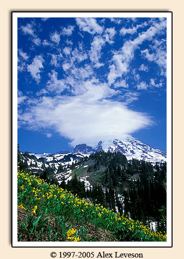 mount rainier lilies