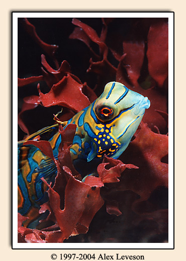 tropical fish in seaweed