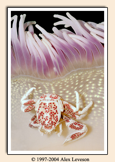 crab on anemone