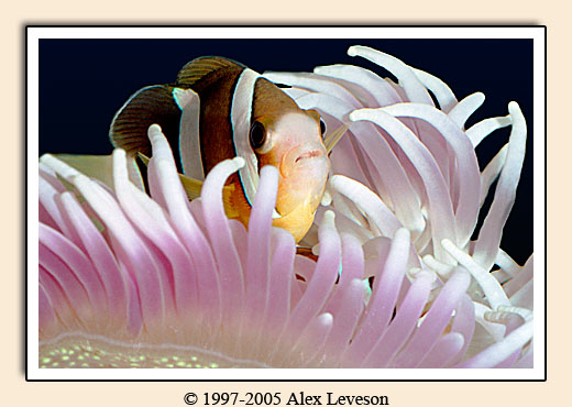 clown fish