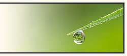 plant photo