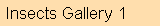 insect gallery 1